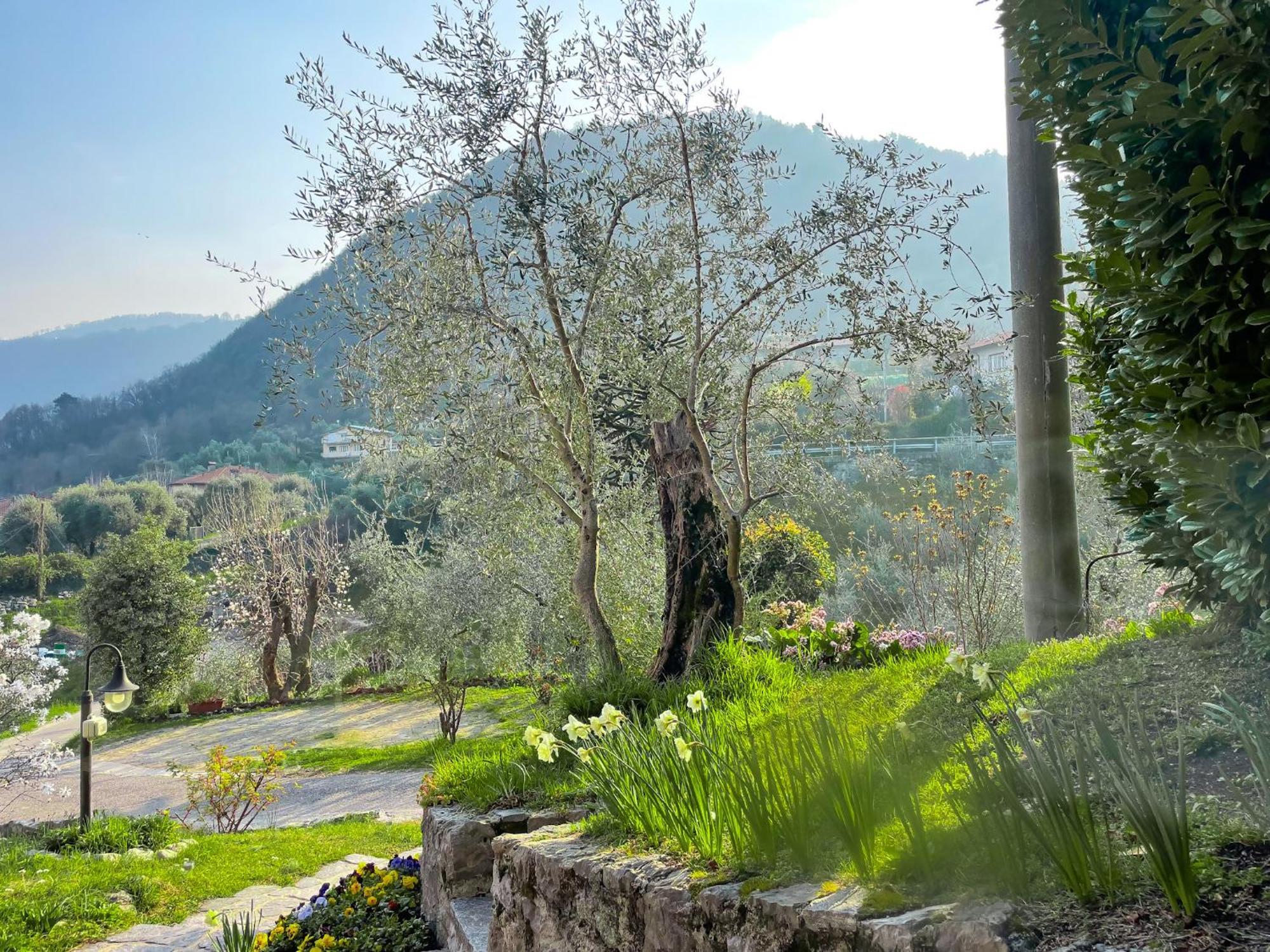 Breva Loft Tra Gli Ulivi Ed Il Lago بيلاجيو المظهر الخارجي الصورة
